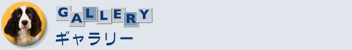 ギャラリー